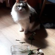 2020-cherkasy-Рузя